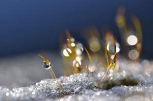 Mousses et lichens en proxiphoto