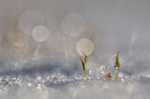 Mousses et lichens en proxiphoto
