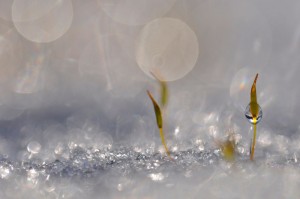 Mousses et lichens en proxiphoto