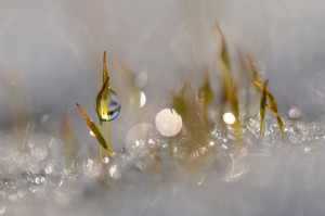 Mousses et lichens en proxiphoto