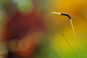 Mousses et lichens en proxiphoto