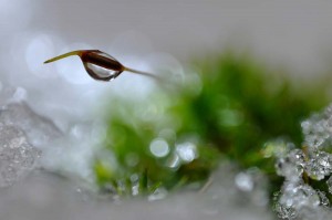 Mousses et lichens en proxiphoto