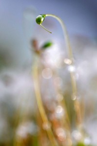 Mousses et lichens en proxiphoto