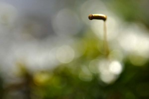 Mousses et lichens en proxiphoto