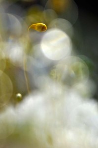 Mousses et lichens en proxiphoto