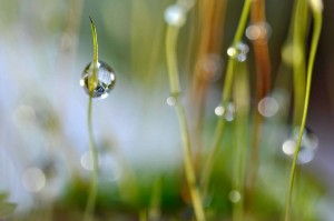 Mousses et lichens en proxiphoto