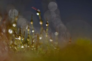 Mousses et lichens en proxiphoto