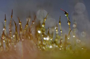 Mousses et lichens en proxiphoto