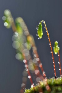 Mousses et lichens en proxiphoto
