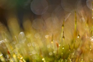 Mousses et lichens en proxiphoto