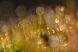 Mousses et lichens en proxiphoto