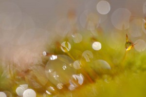 Mousses et lichens en proxiphoto