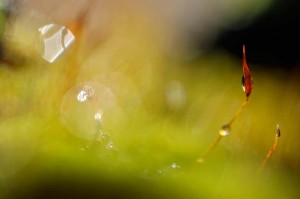 Mousses et lichens en proxiphoto