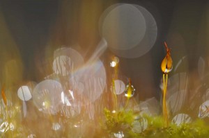 Mousses et lichens en proxiphoto