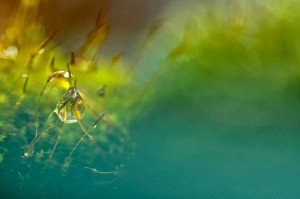 Mousses et lichens en proxiphoto