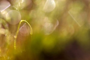Mousses et lichens en proxiphoto