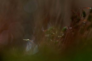 Mousses et lichens en proxiphoto