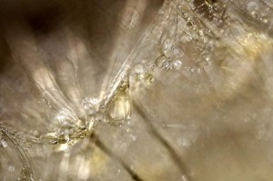 Ombellifères proxiphotos