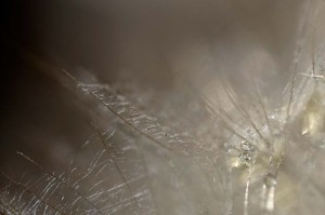 Ombellifères proxiphotos