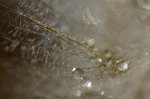 Ombellifères proxiphotos