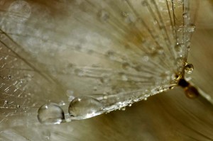 Ombellifères proxiphotos