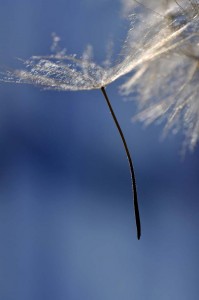 Ombellifères proxiphotos
