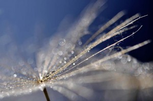 Ombellifères proxiphotos
