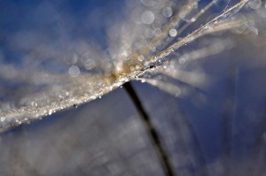 Ombellifères proxiphotos