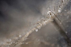 Ombellifères proxiphotos