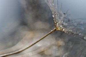 Ombellifères proxiphotos