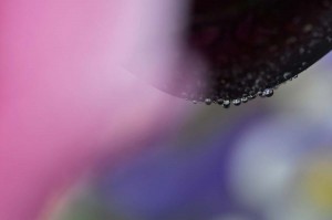 Rosée sur tulipe en proxiphoto