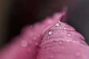Rosée sur tulipe en proxiphoto