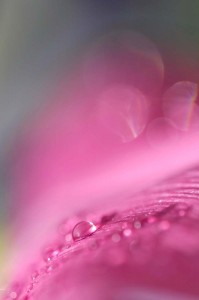 Rosée sur tulipe en proxiphoto