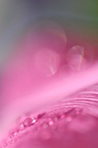 Rosée sur tulipe en proxiphoto
