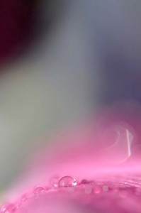 Rosée sur tulipe en proxiphoto