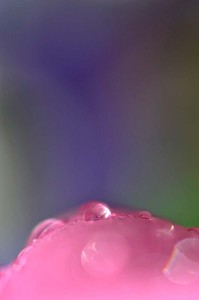 Rosée sur tulipe en proxiphoto