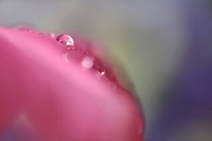 Rosée sur tulipe en proxiphoto