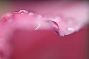 Rosée sur tulipe en proxiphoto