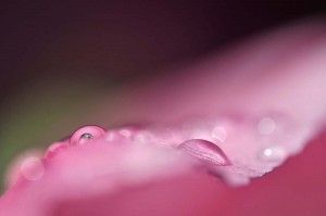 Rosée sur tulipe en proxiphoto