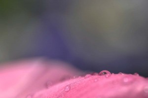 Rosée sur tulipe en proxiphoto