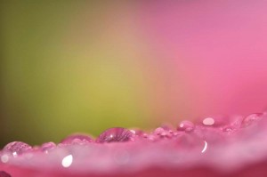 Rosée sur tulipe en proxiphoto