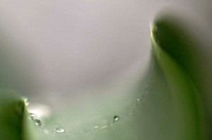 Rosée sur tulipe en proxiphoto