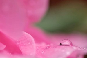 Rosée sur tulipe en proxiphoto