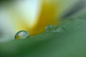 Rosée sur tulipe en proxiphoto