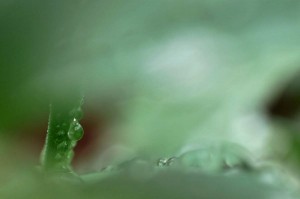 Rosée sur tulipe en proxiphoto