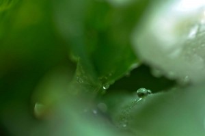 Rosée sur tulipe en proxiphoto