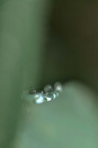 Rosée sur tulipe en proxiphoto