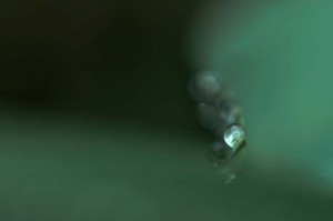 Rosée sur tulipe en proxiphoto