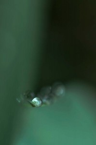 Rosée sur tulipe en proxiphoto
