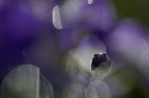 Saint-Paulia et Tulipe proxiphotos